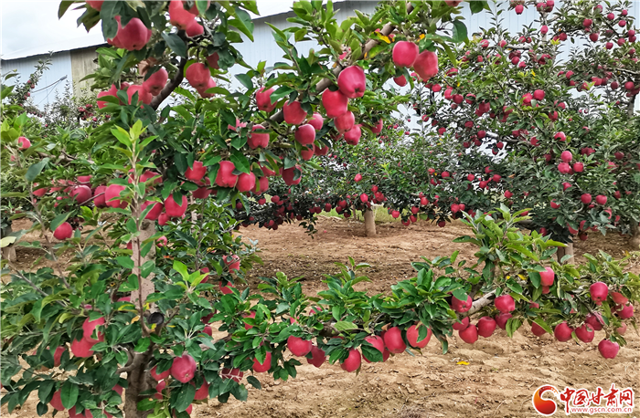 【小康圆梦·看凯发k8】礼县苹果 一张硕硕满枝头的“金名片”